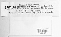 Gnomonia setacea image
